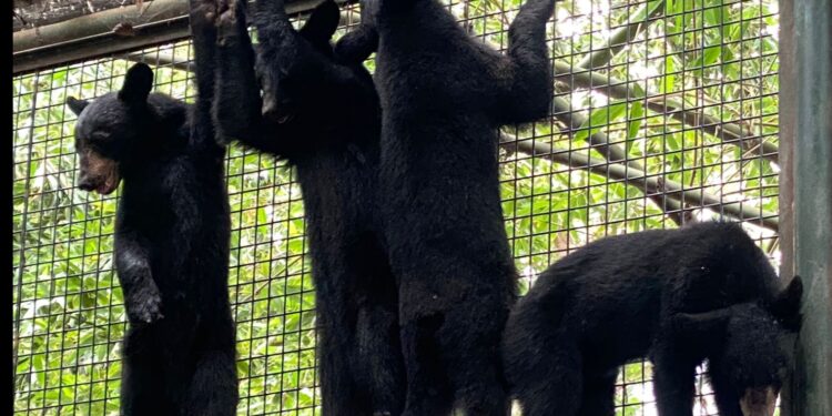 Rescatan y trasladan a 4 Oseznas huérfanas al Zoológico de Culiacán