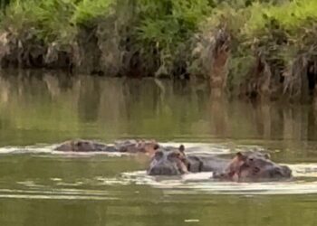 Rescatistas de Ostok afinan estrategia para traslado de hipopótamos de Colombia