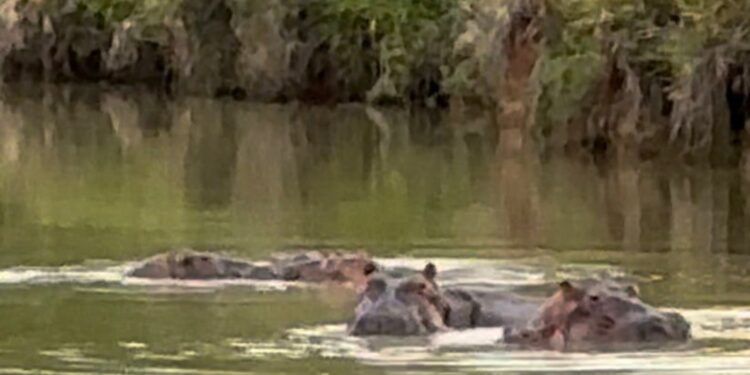 Rescatistas de Ostok afinan estrategia para traslado de hipopótamos de Colombia