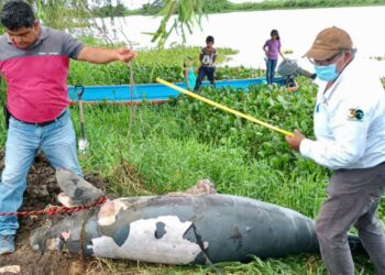 Más de 140 manatíes muertos y en riesgo el humedal más importante de Mesoamérica por 5 años de indolencia de la Semarnat