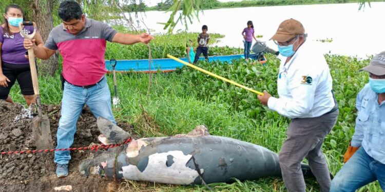 Más de 140 manatíes muertos y en riesgo el humedal más importante de Mesoamérica por 5 años de indolencia de la Semarnat