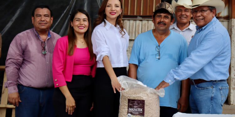 Inicio la SAyG programa de entrega de semillas de garbanzo en Mocorito