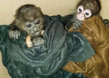 La SEMARNAT está fomentando el tráfico ilegal de especies: Azcarm