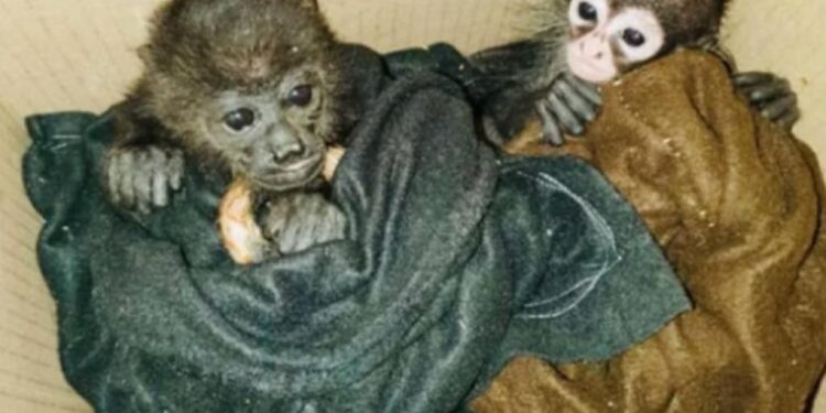 La SEMARNAT está fomentando el tráfico ilegal de especies: Azcarm