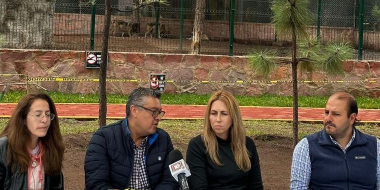 Zoos de Durango podrían sumarse al programa de conservación del Lobo Mexicano
