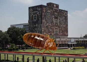 Facultad de Derecho de la UNAM tendrá clases a distancia tras polémica de las chinches