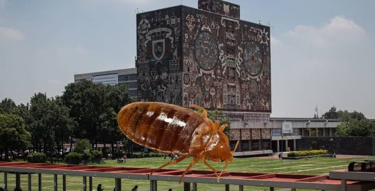 Facultad de Derecho de la UNAM tendrá clases a distancia tras polémica de las chinches