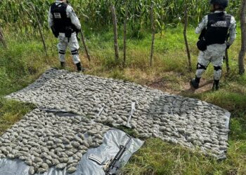 Localizan más de 980 paquetes de plástico con marihuana en San Marcos, Jalisco