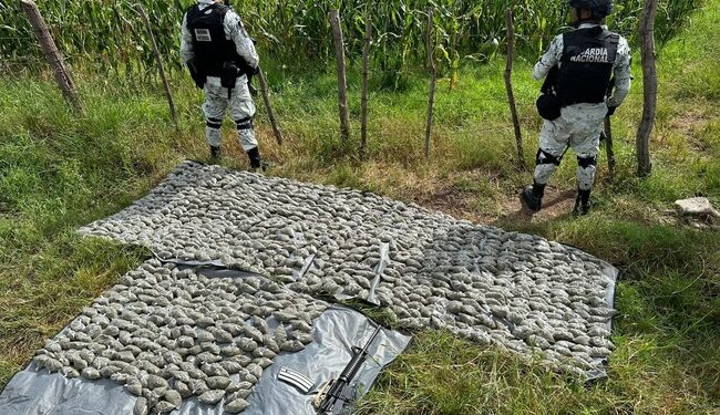 Localizan más de 980 paquetes de plástico con marihuana en San Marcos, Jalisco