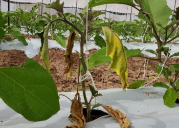 Investigadores de Agronomía promueven el cuidado del medio ambiente a través del uso de alternativas sostenibles en la agricultura