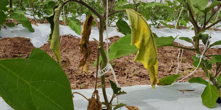 Investigadores de Agronomía promueven el cuidado del medio ambiente a través del uso de alternativas sostenibles en la agricultura