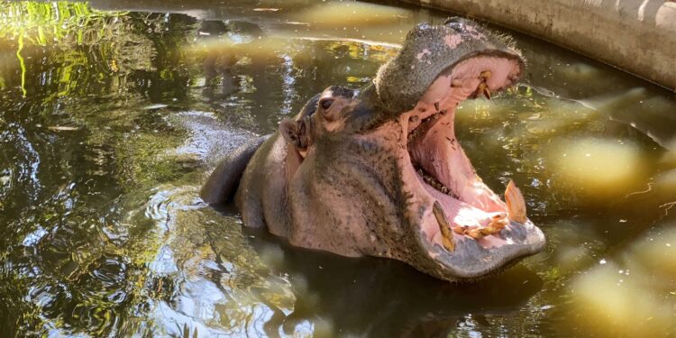 El Ministerio de Ambiente de Colombia crea un mito para sacrificar a los Hipopotamos y librarse de responsabilidades