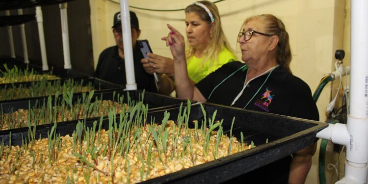 La Unión Ganadera Regional de Sinaloa impulsa la hidroponía como solución innovadora para la alimentación del ganado