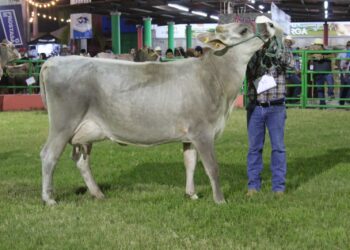 La vaca Marta, fue la impresionante Reina del Anillo de Calificación