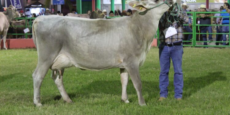 La vaca Marta, fue la impresionante Reina del Anillo de Calificación