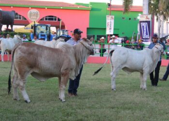 “Apunto de hacer historia”. Ganaderos de Sinaloa impulsan mejoramiento genético