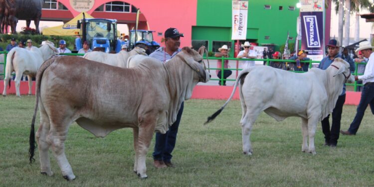 “Apunto de hacer historia”. Ganaderos de Sinaloa impulsan mejoramiento genético