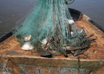 En Sinaloa el sector pesquero es incluyente y se apoyan a las mujeres: Flor Emilia Guerra