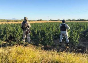 Guardia Nacional y Ejército erradican sembradío con un aproximado de 90 mil plantas de aparente marihuana