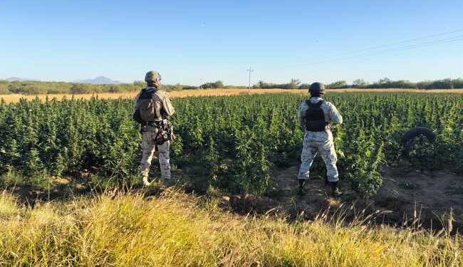 Guardia Nacional y Ejército erradican sembradío con un aproximado de 90 mil plantas de aparente marihuana