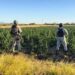 Guardia Nacional y Ejército erradican sembradío con un aproximado de 90 mil plantas de aparente marihuana