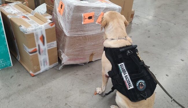 Detectan jarrón de cerámica que ocultaba paquetes con marihuana en Sinaloa