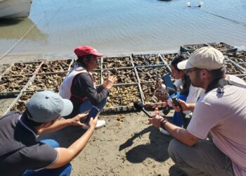 ¡50 mil ostiones te esperan mañana en Altata!