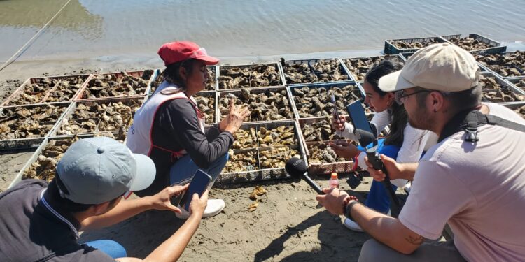 ¡50 mil ostiones te esperan mañana en Altata!