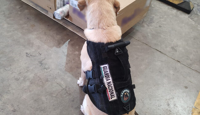 Detectan un tapete que ocultaba gel mezclado con metanfetamina