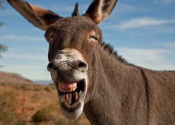 ¡Vamos mañana a Yebavito a la carrera de Burros!