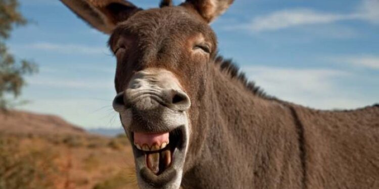 ¡Vamos mañana a Yebavito a la carrera de Burros!