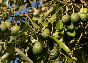 Sinaloa produce por primera vez aguacate Hass y se da en “El Triángulo de la Bondad”