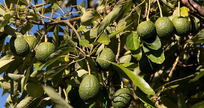 Sinaloa produce por primera vez aguacate Hass y se da en “El Triángulo de la Bondad”