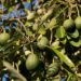Sinaloa produce por primera vez aguacate Hass y se da en “El Triángulo de la Bondad”