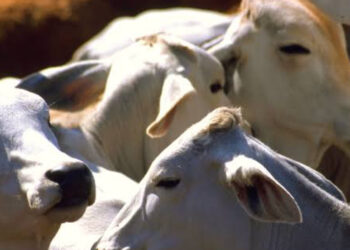 El estatus zoosanitario se recuperará a finales del 2024 en Sinaloa: Alfredo Valdez