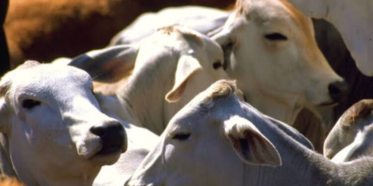 El estatus zoosanitario se recuperará a finales del 2024 en Sinaloa: Alfredo Valdez