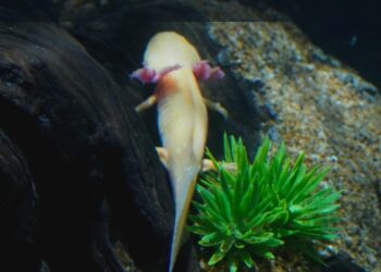 El Gobierno de México olvida por completo la conservación de nuestra fauna silvestre y protección de ecosistemas; las instituciones zoológicas se vuelven más indispensables que nunca: AZCARM