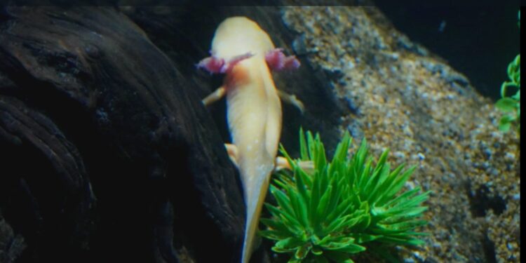 El Gobierno de México olvida por completo la conservación de nuestra fauna silvestre y protección de ecosistemas; las instituciones zoológicas se vuelven más indispensables que nunca: AZCARM