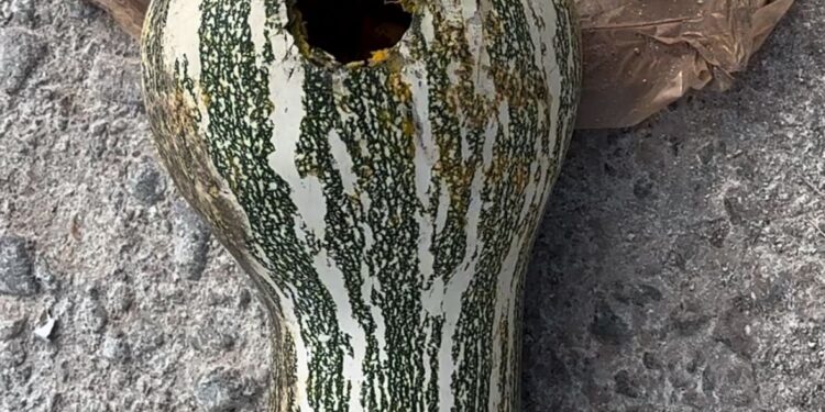 ¡Un peligro! Colocan cuetes en  cabezas de puerto y verduras para medir su impacto; quedan totalmente destruidos