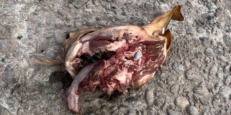 ¡Un peligro! Colocan cuetes en  cabezas de puerto y verduras para medir su impacto; quedan totalmente destruidos