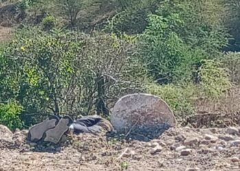 Hallan ejecutado a balazos a un joven en Sanalona