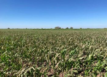 Heladas son una realidad en Sinaloa y dejan un panorama adverso para el campo