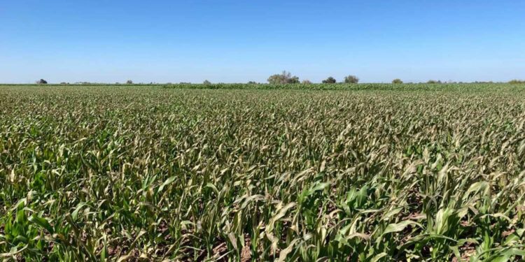 Heladas son una realidad en Sinaloa y dejan un panorama adverso para el campo