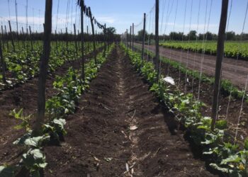 Para el 2024 se espera un decremento del 10 por ciento del PIB en Sinaloa ante los problemas en el sector agrícola, señala Cristina Ibarra