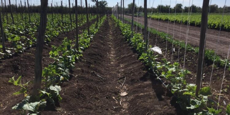 Para el 2024 se espera un decremento del 10 por ciento del PIB en Sinaloa ante los problemas en el sector agrícola, señala Cristina Ibarra