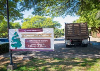 Centros de acopio recolectan 250 pinos navideños para la elaboración de composta
