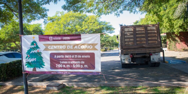 Centros de acopio recolectan 250 pinos navideños para la elaboración de composta
