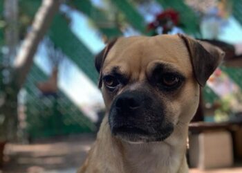 Invitan a participar en la marcha en pro de los animmales