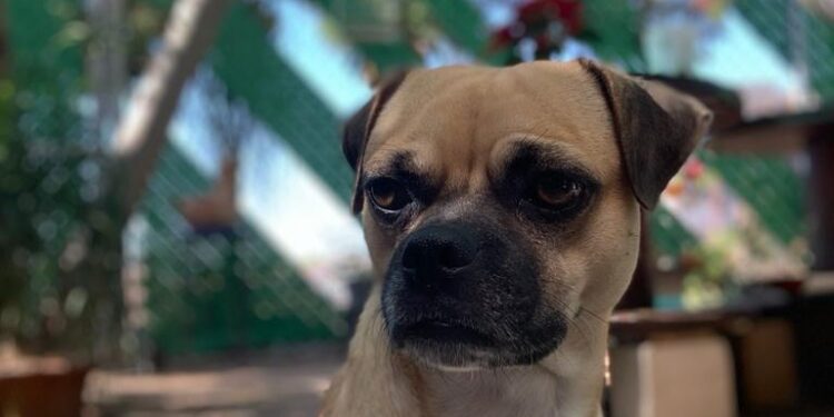 Invitan a participar en la marcha en pro de los animmales