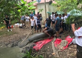Jirafa Benito, un testimonio de los desafíos en la conservación de la fauna silvestre en México